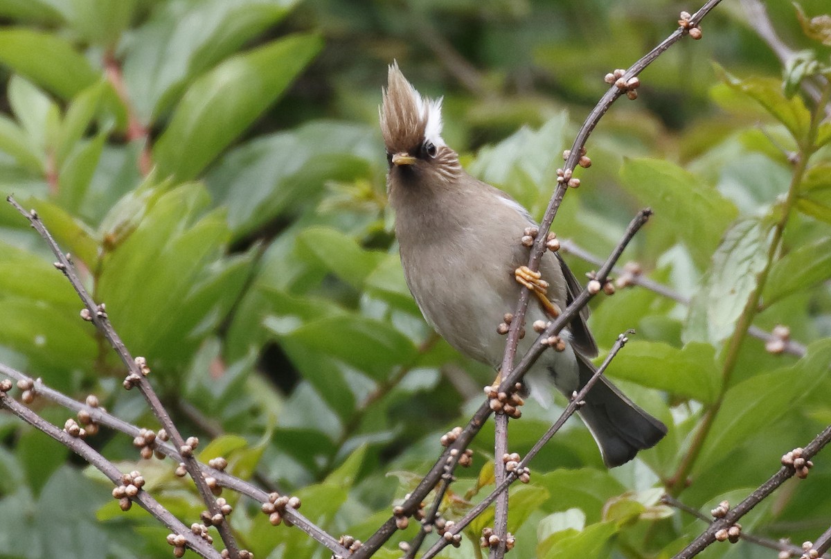 White-collared Yuhina - Dave Curtis