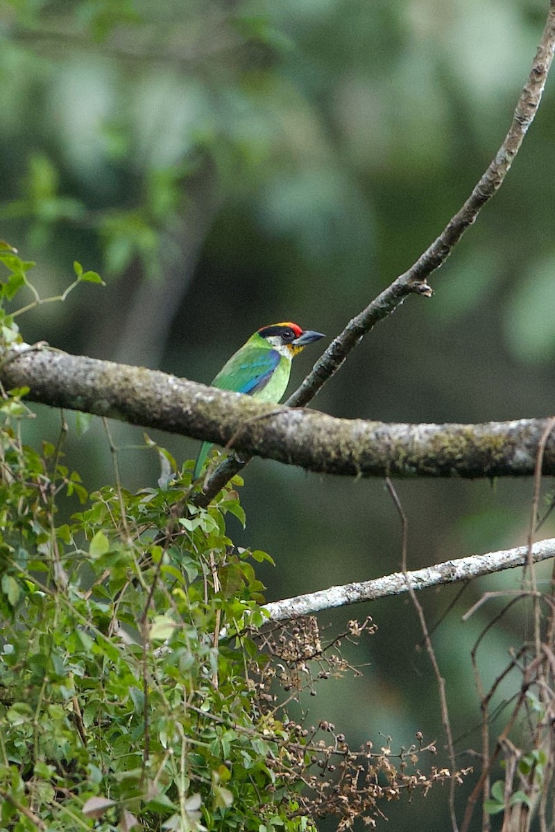 Golden-throated Barbet - ML639946628