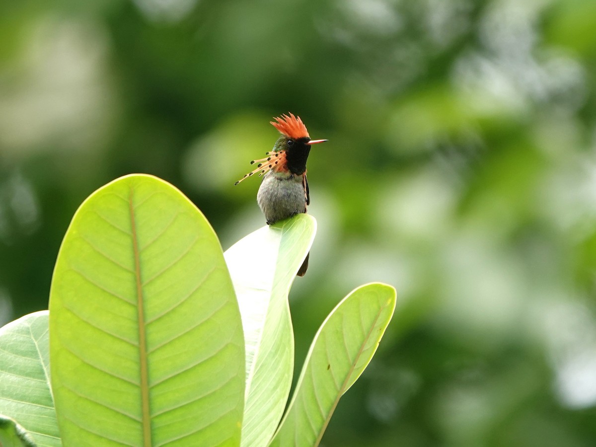 Tufted Coquette - ML639946634