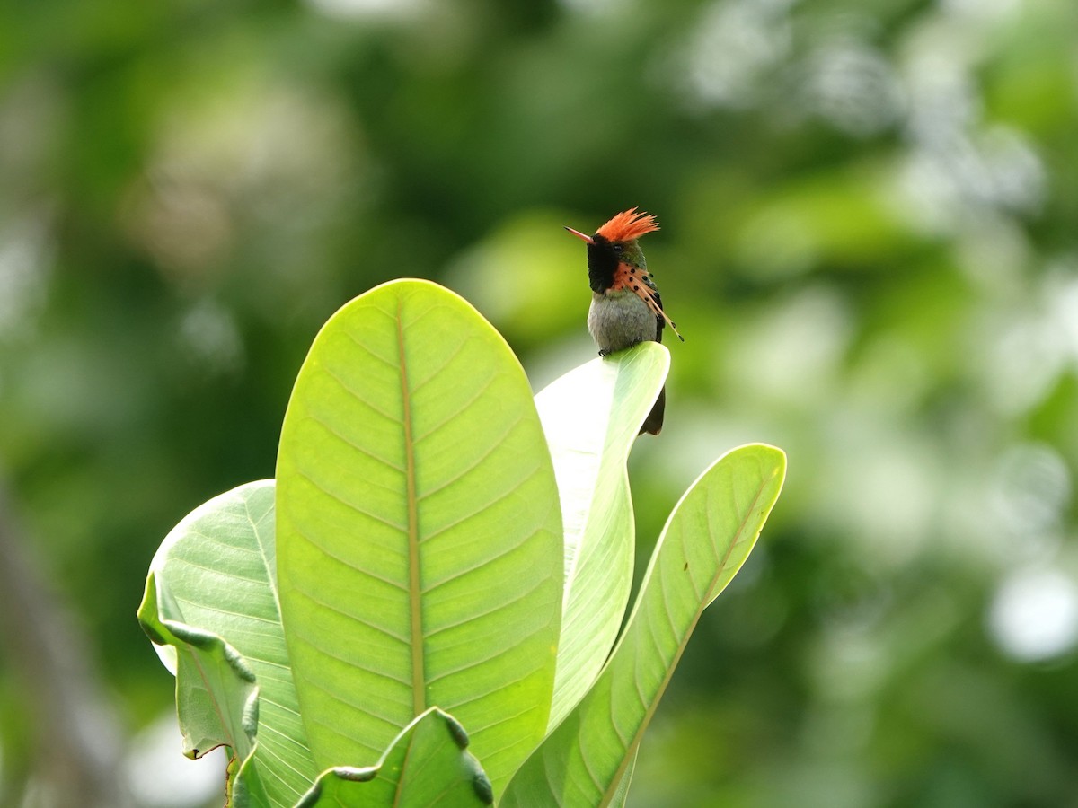 Tufted Coquette - ML639946635