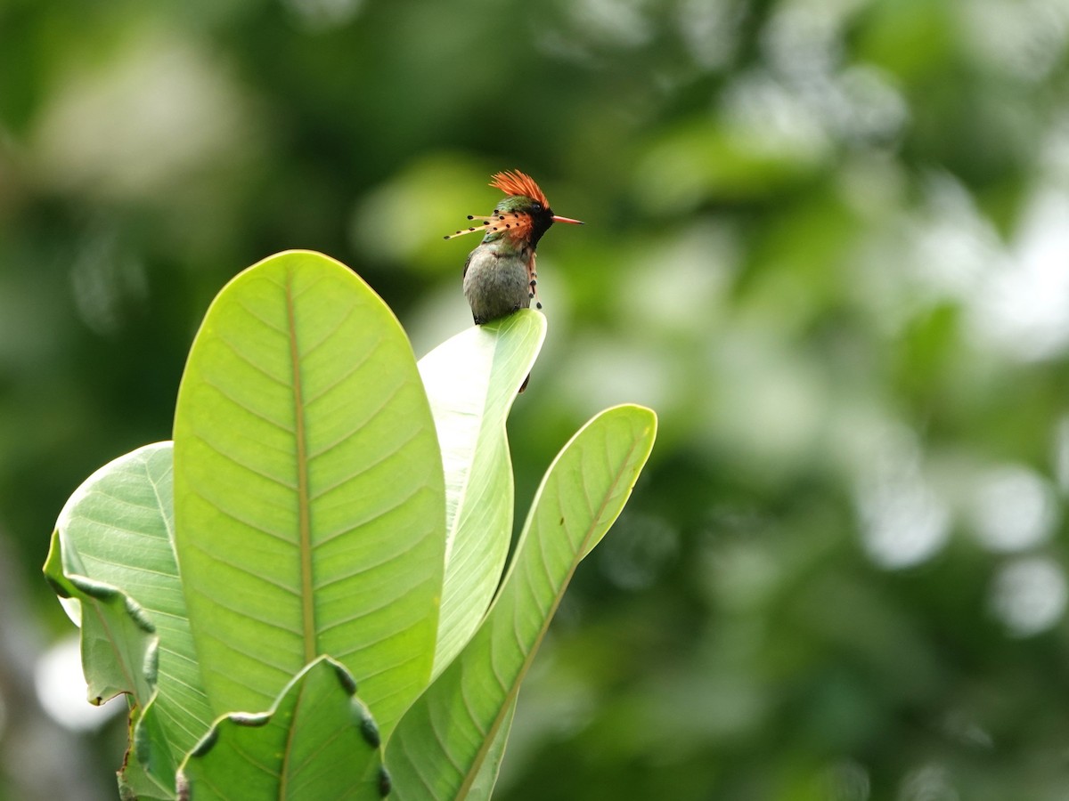 Tufted Coquette - ML639946636