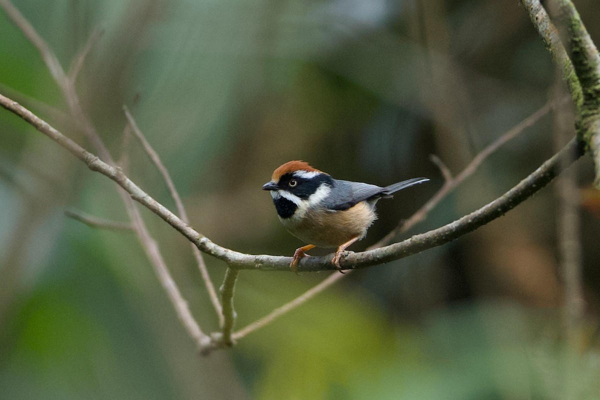 Black-throated Tit - ML639946638