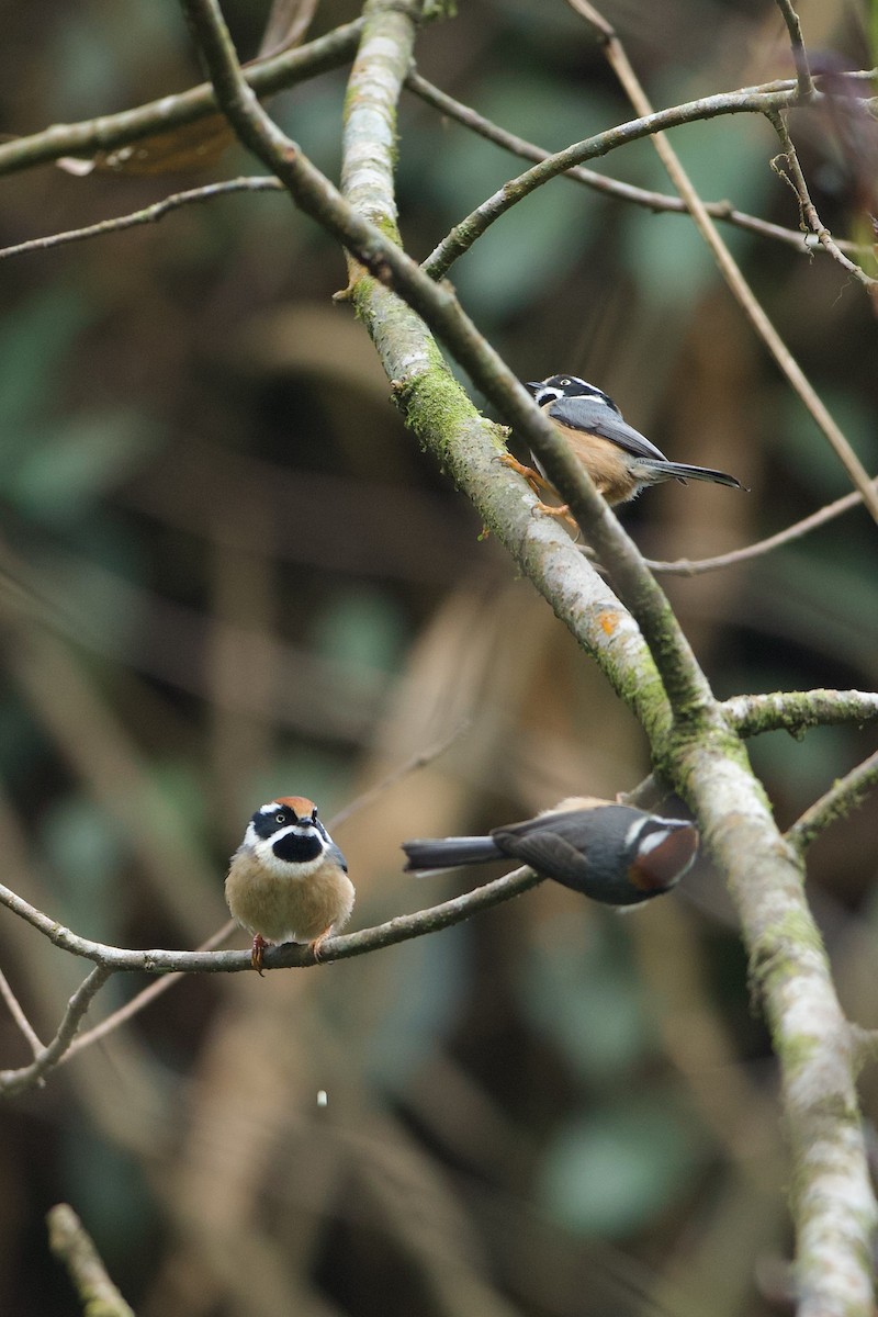 Black-throated Tit - ML639946639
