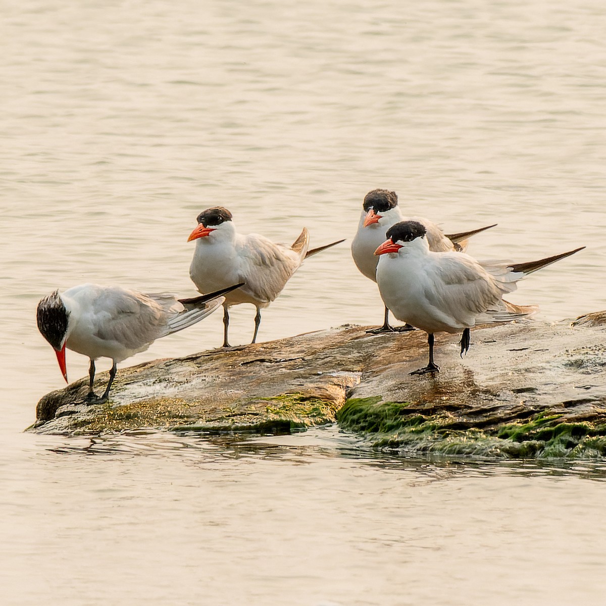 Caspian Tern - ML639946644