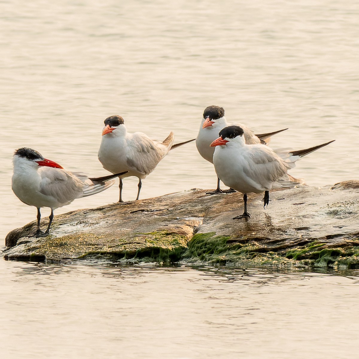Caspian Tern - ML639946645