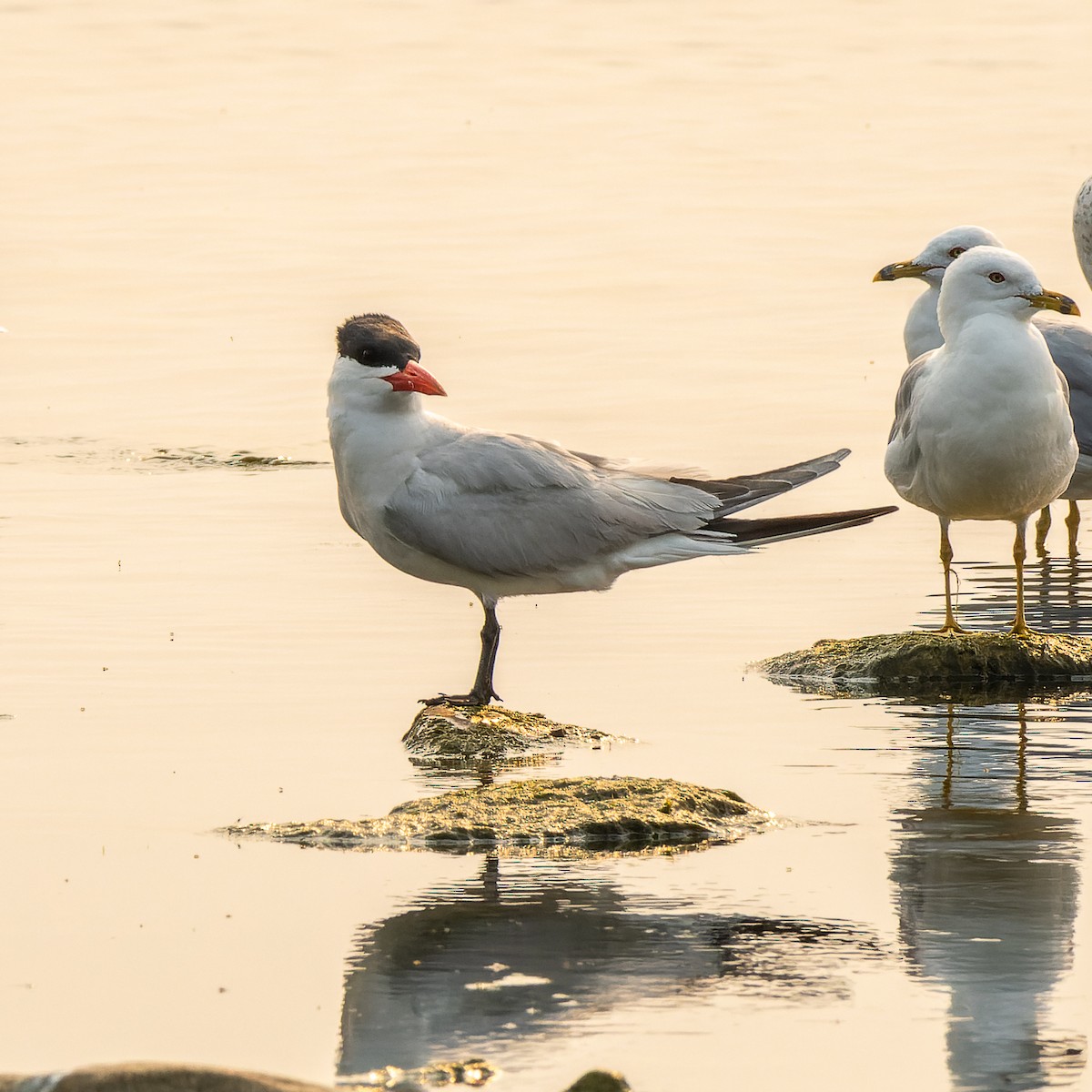Caspian Tern - ML639946646