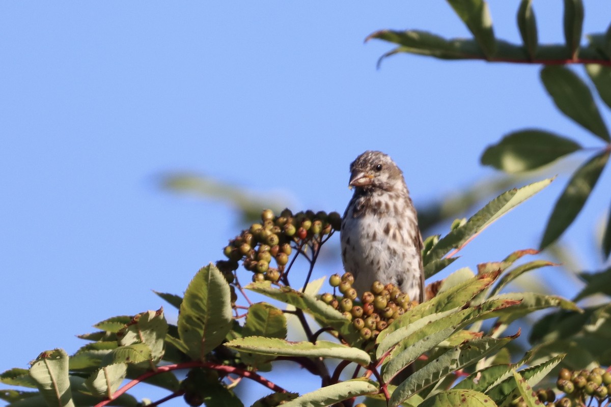 Purple Finch - ML639946647