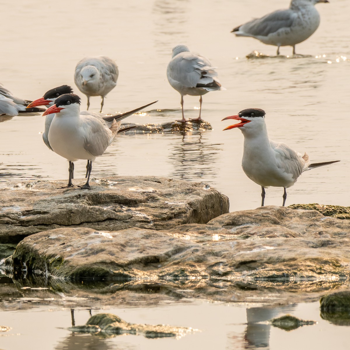 Caspian Tern - ML639946648