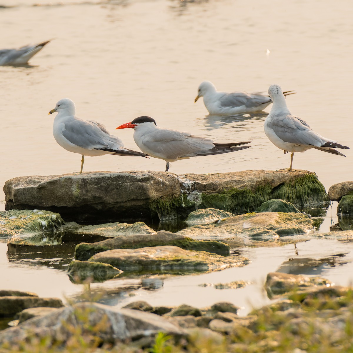 Caspian Tern - ML639946649