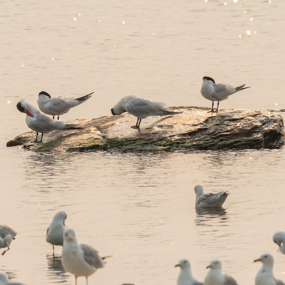 Caspian Tern - ML639946650