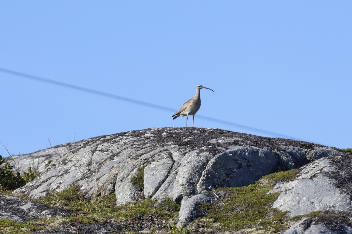 Hudsonian Whimbrel - ML639946667