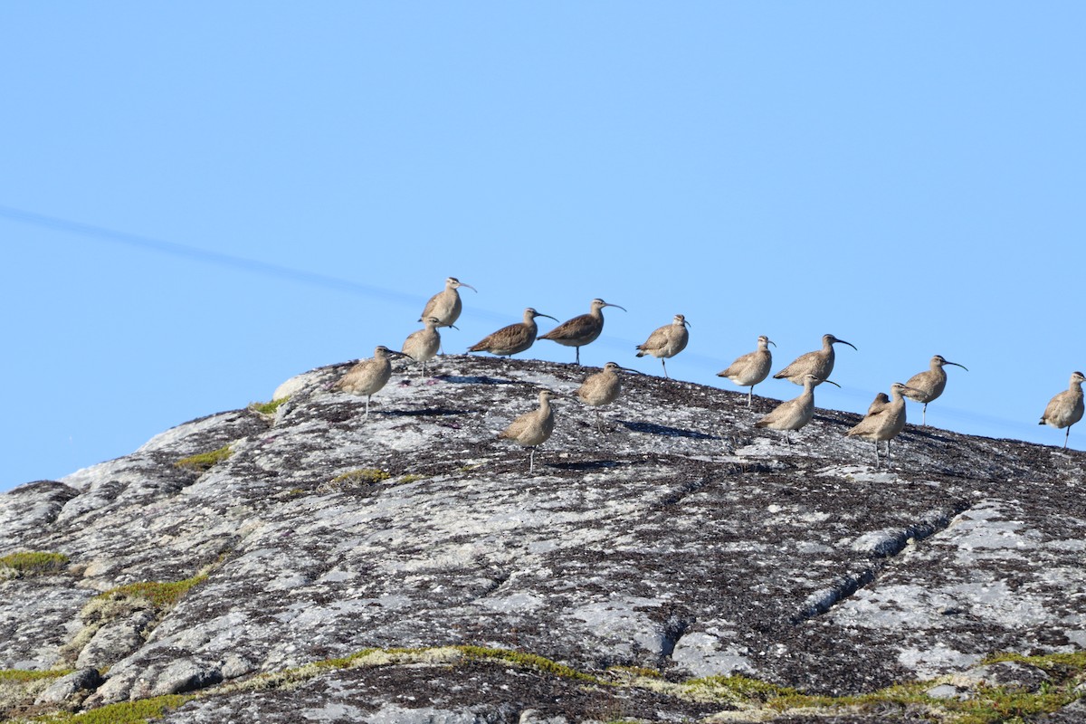 Hudsonian Whimbrel - ML639946676