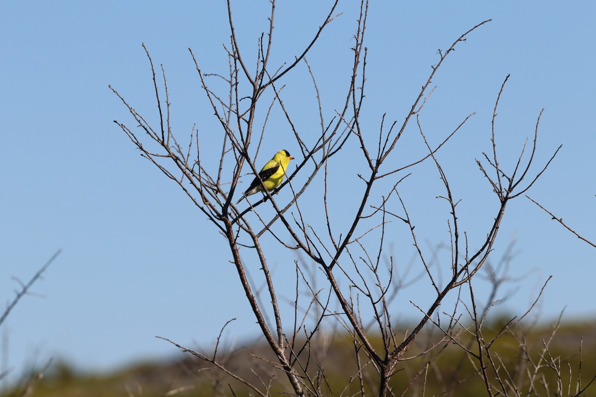 American Goldfinch - ML639946689