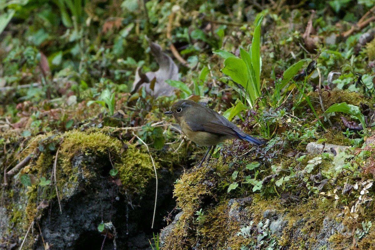 Rufous-breasted Bush-Robin - ML639946761