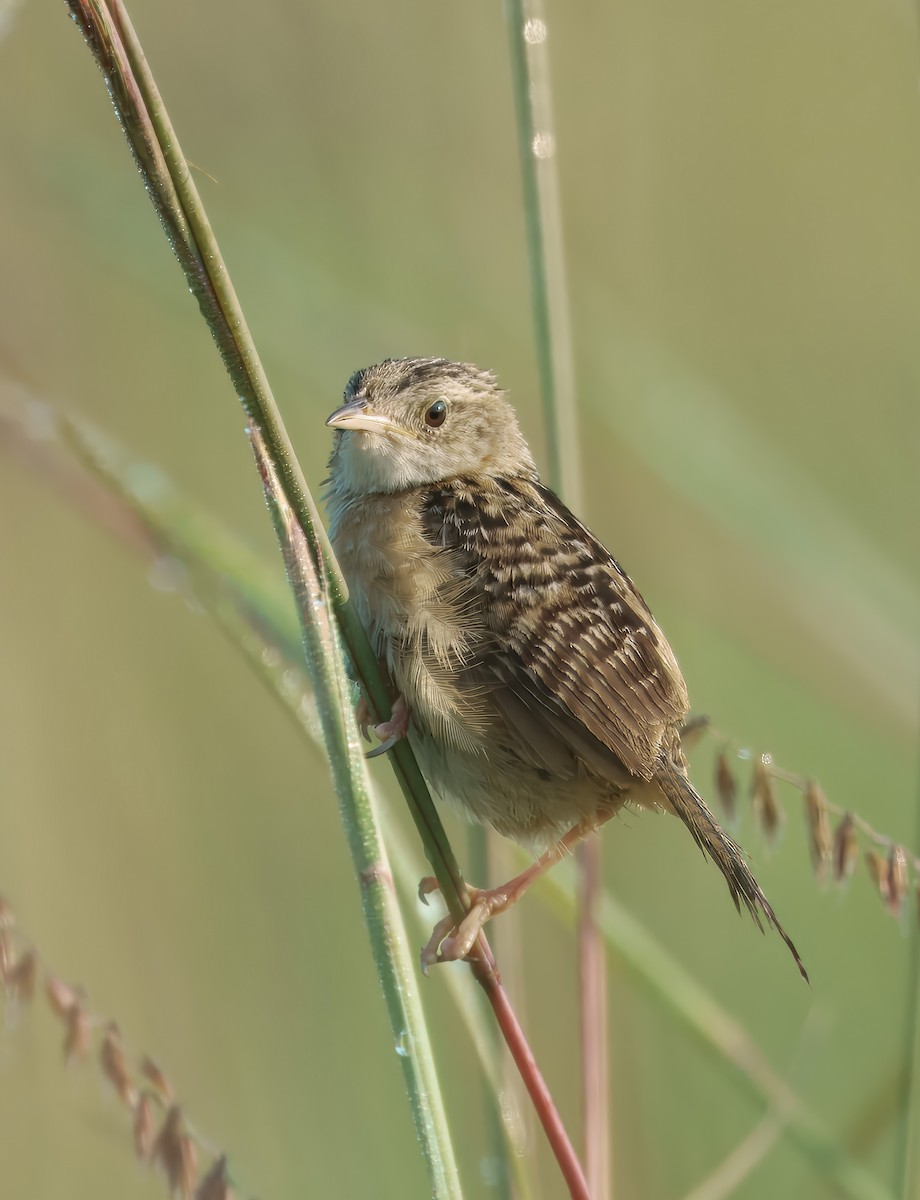 Sedge Wren - ML639946766