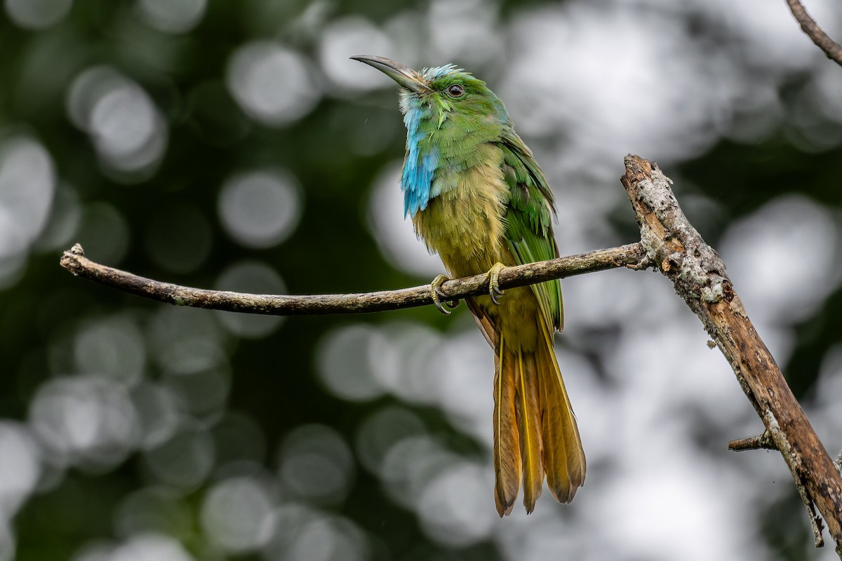 Blue-bearded Bee-eater - ML639946787