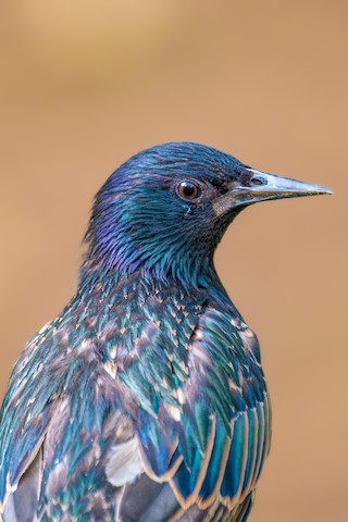 What is Ny State Bird: Discover New York’s Iconic Feathered Symbol