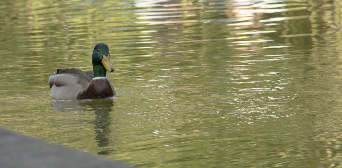 Mallard - ML639946950