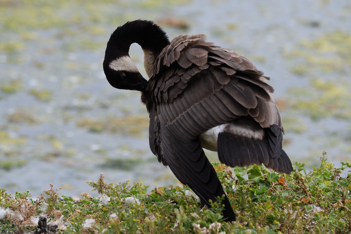 Canada Goose - ML639946953