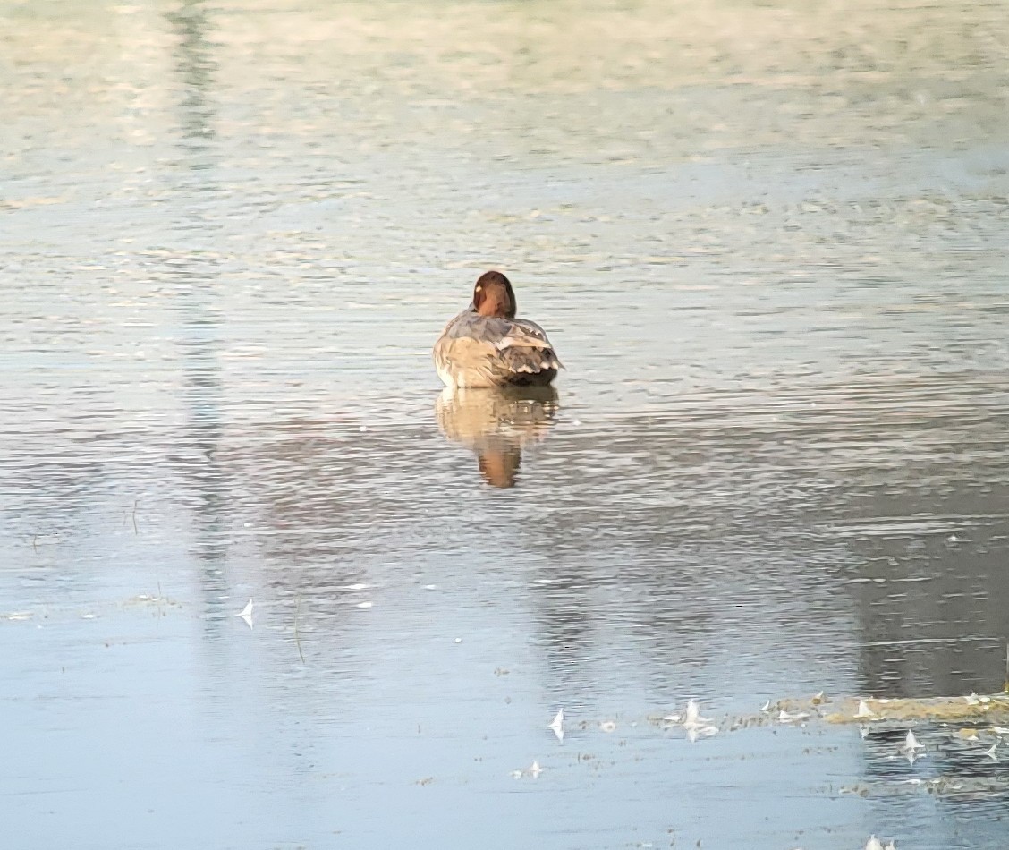 Redhead - ML639946965