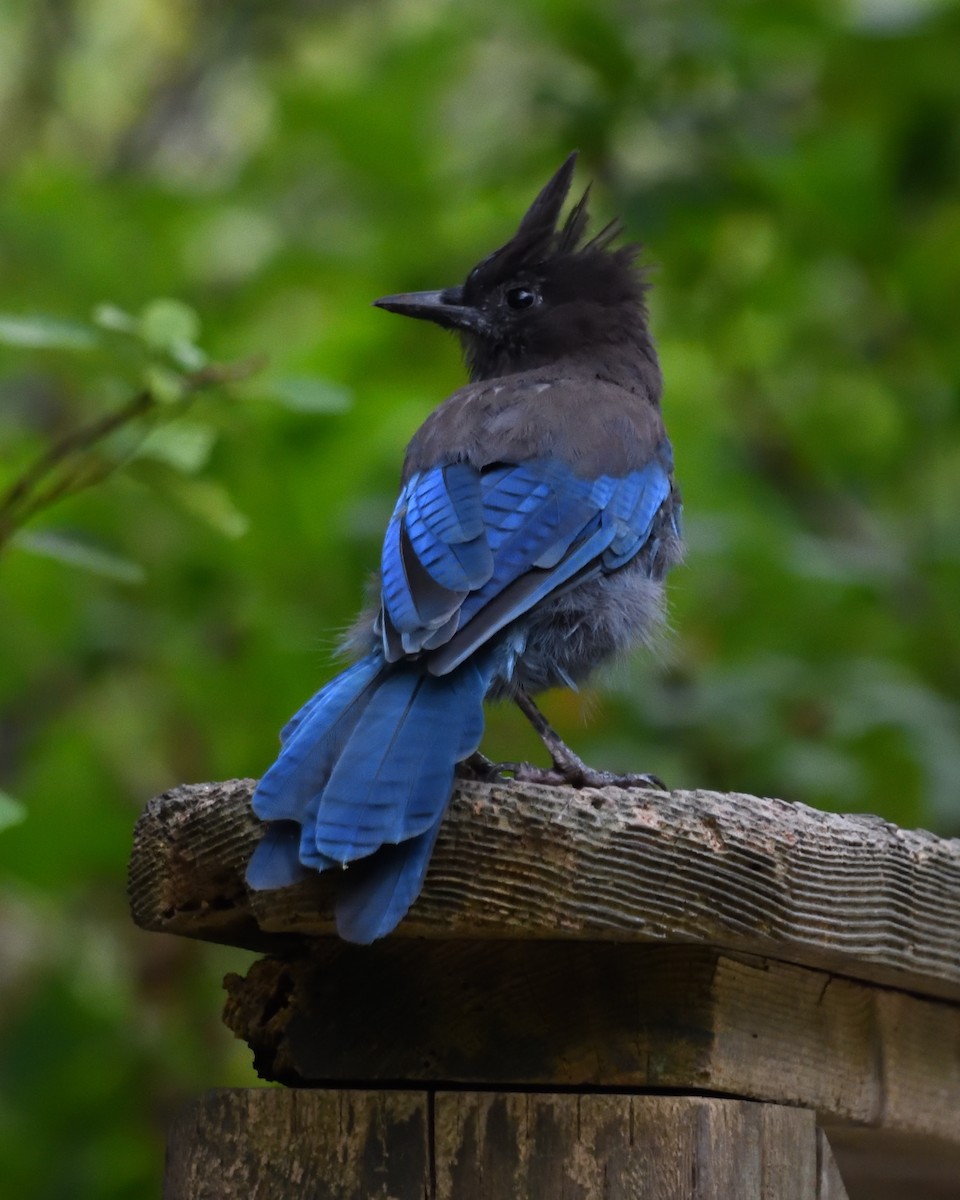 Steller's Jay - ML639946967