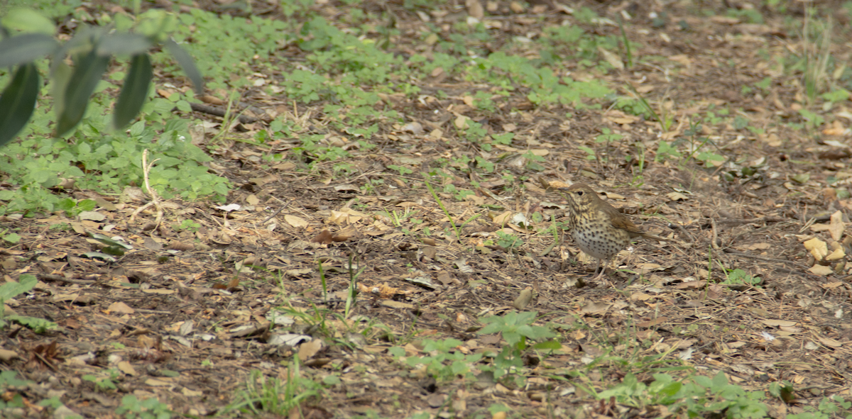 Song Thrush - ML639946975