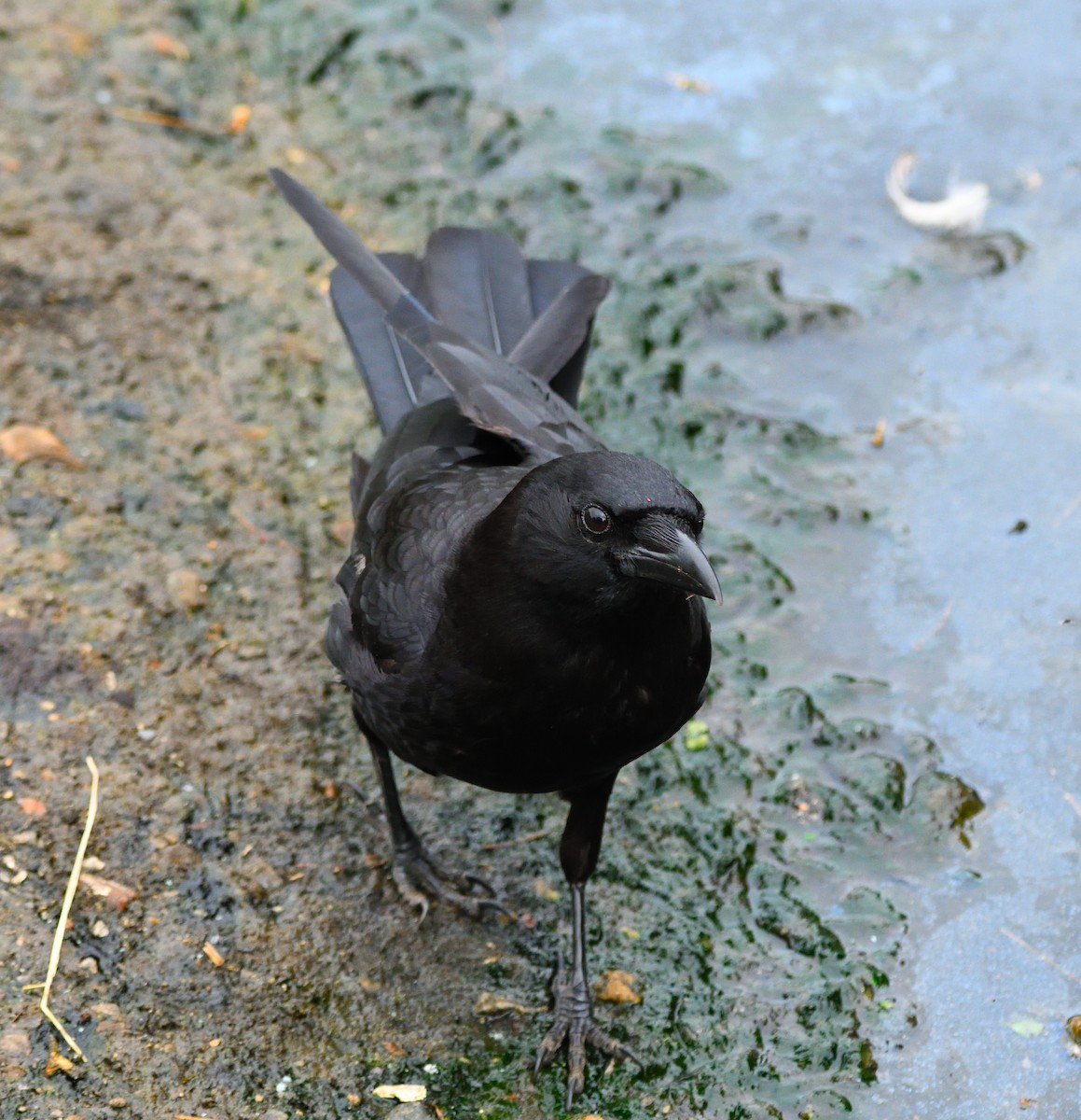 American Crow - ML639946977