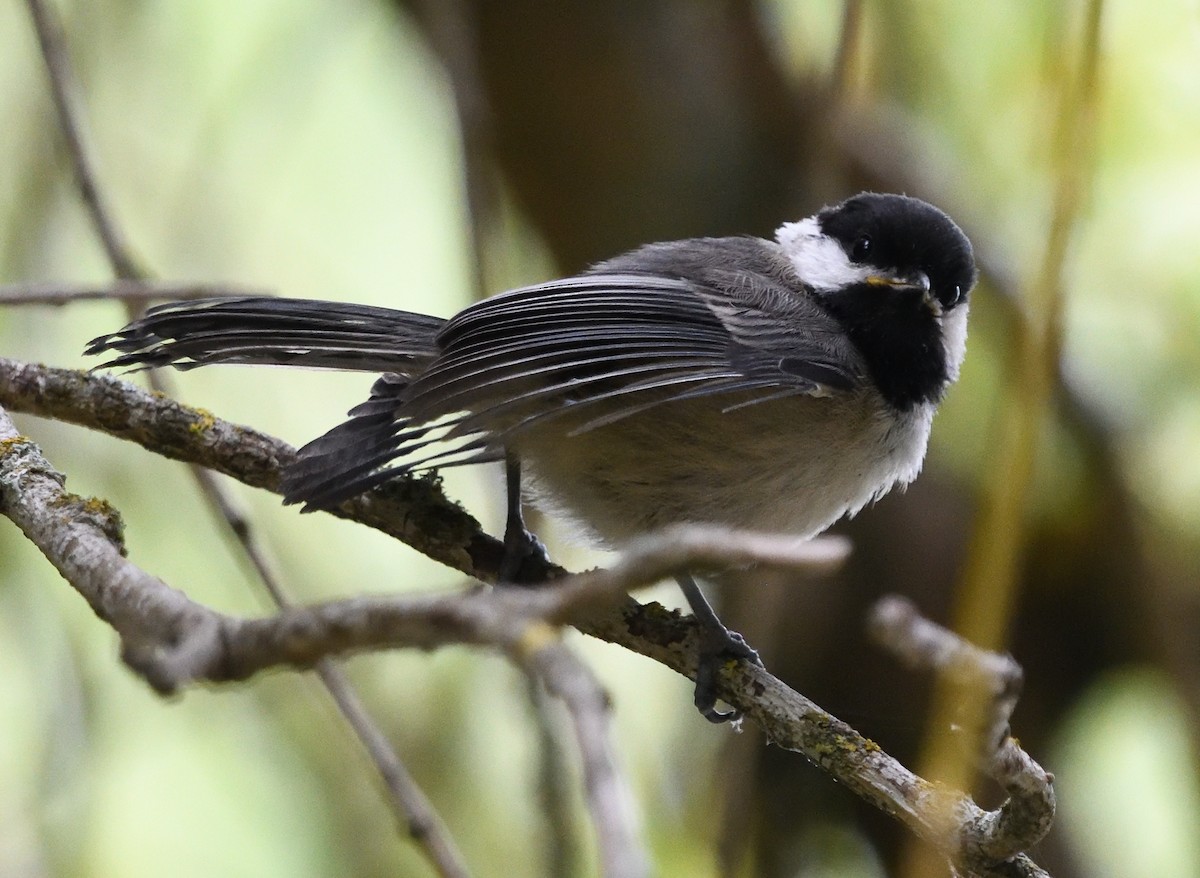 Black-capped Chickadee - ML639946999