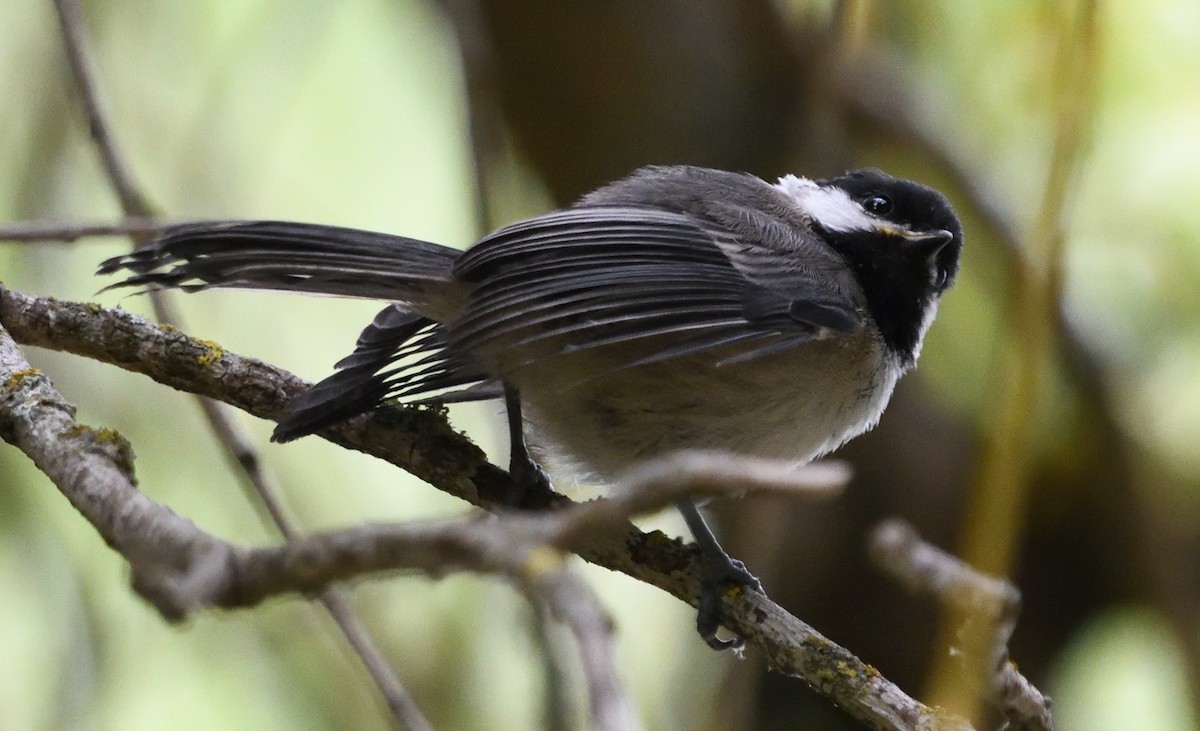 Black-capped Chickadee - ML639947000