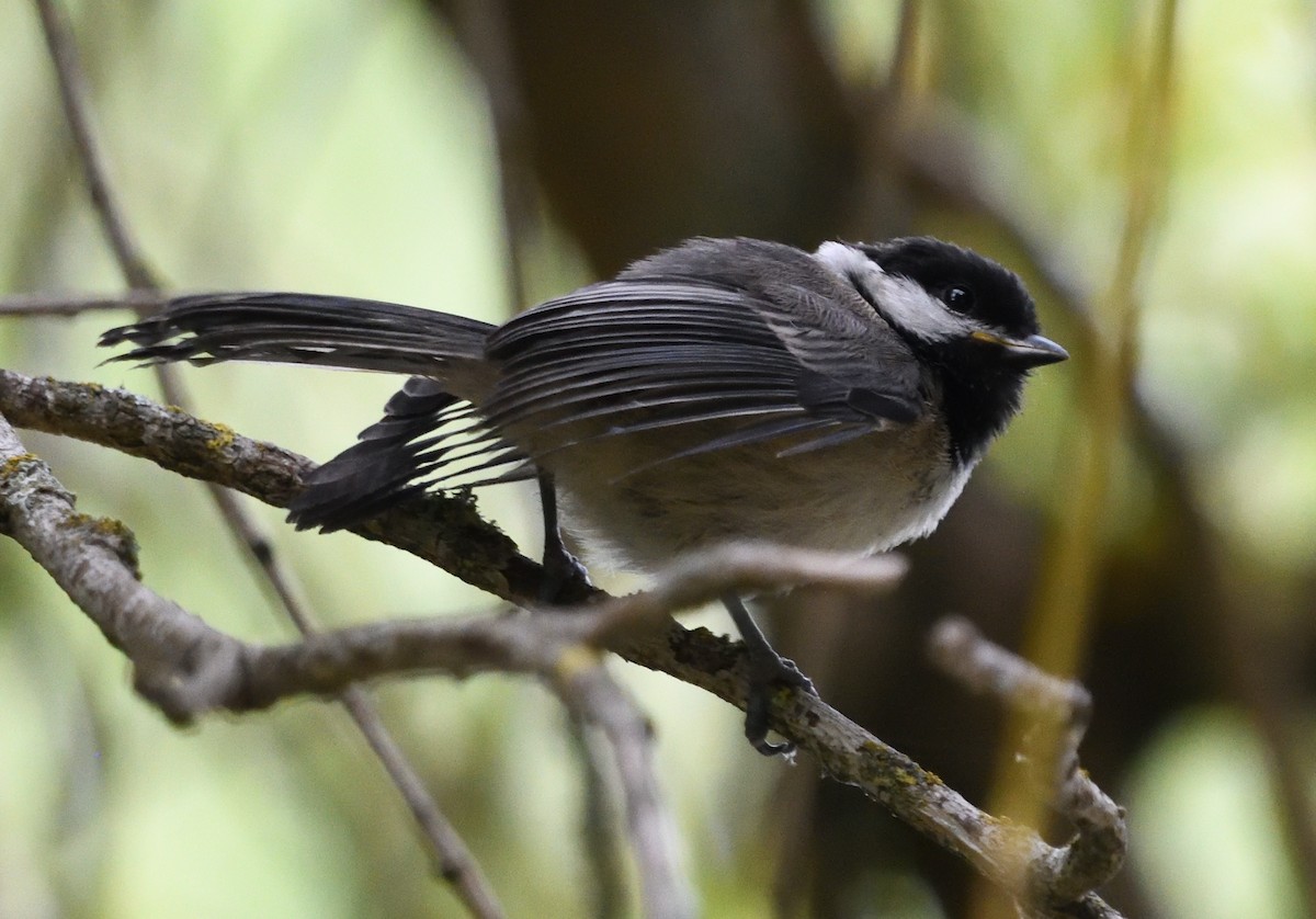Black-capped Chickadee - ML639947001