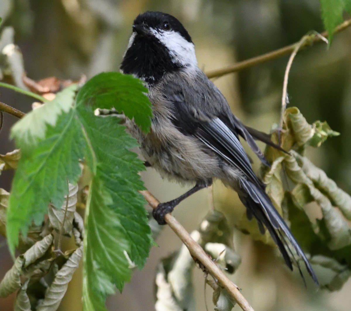 Black-capped Chickadee - ML639947002