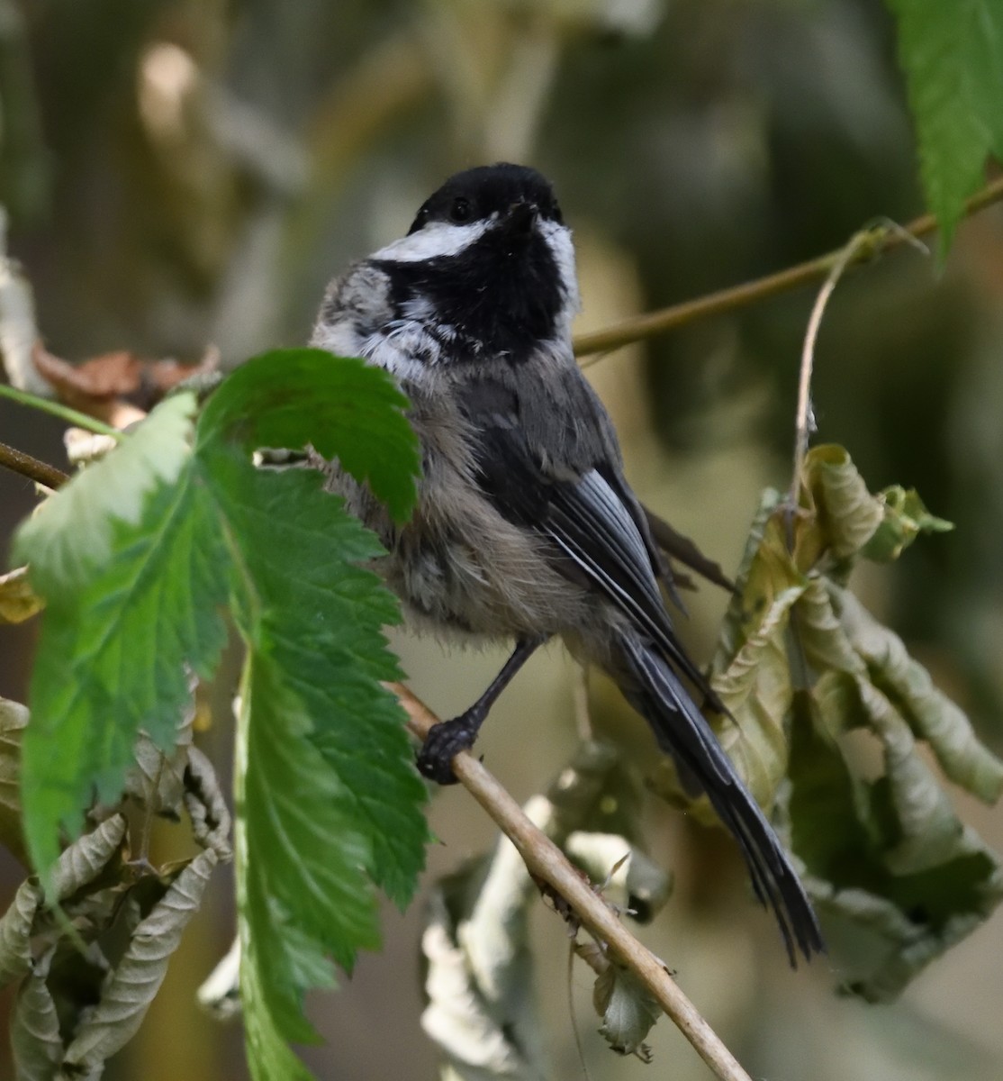 Black-capped Chickadee - ML639947003