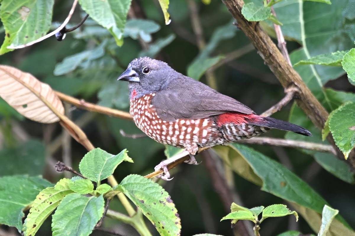 Brown Twinspot - ML639947020