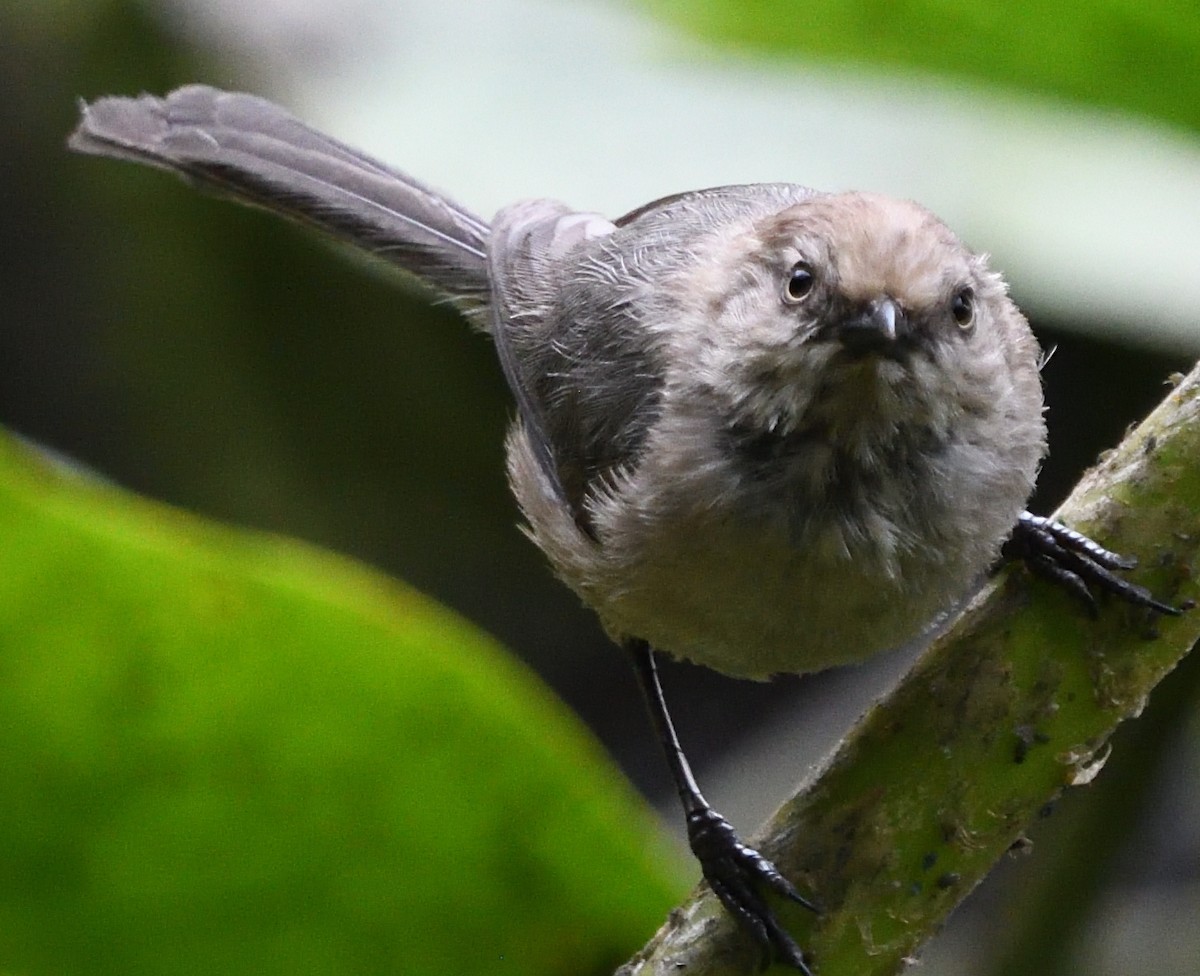 Bushtit - ML639947028