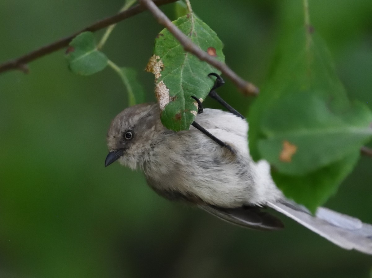 Bushtit - ML639947029