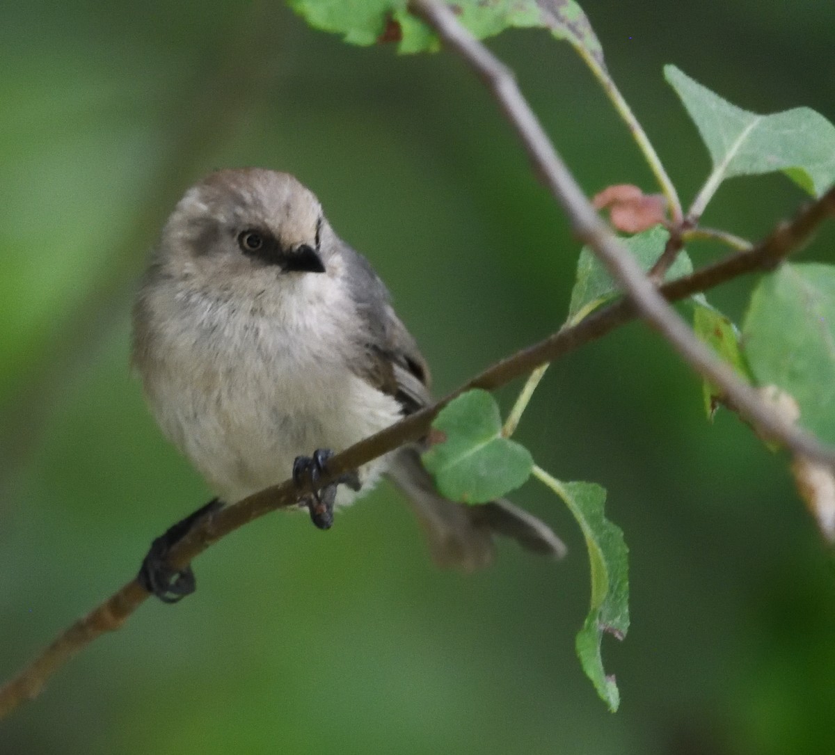 Bushtit - ML639947030