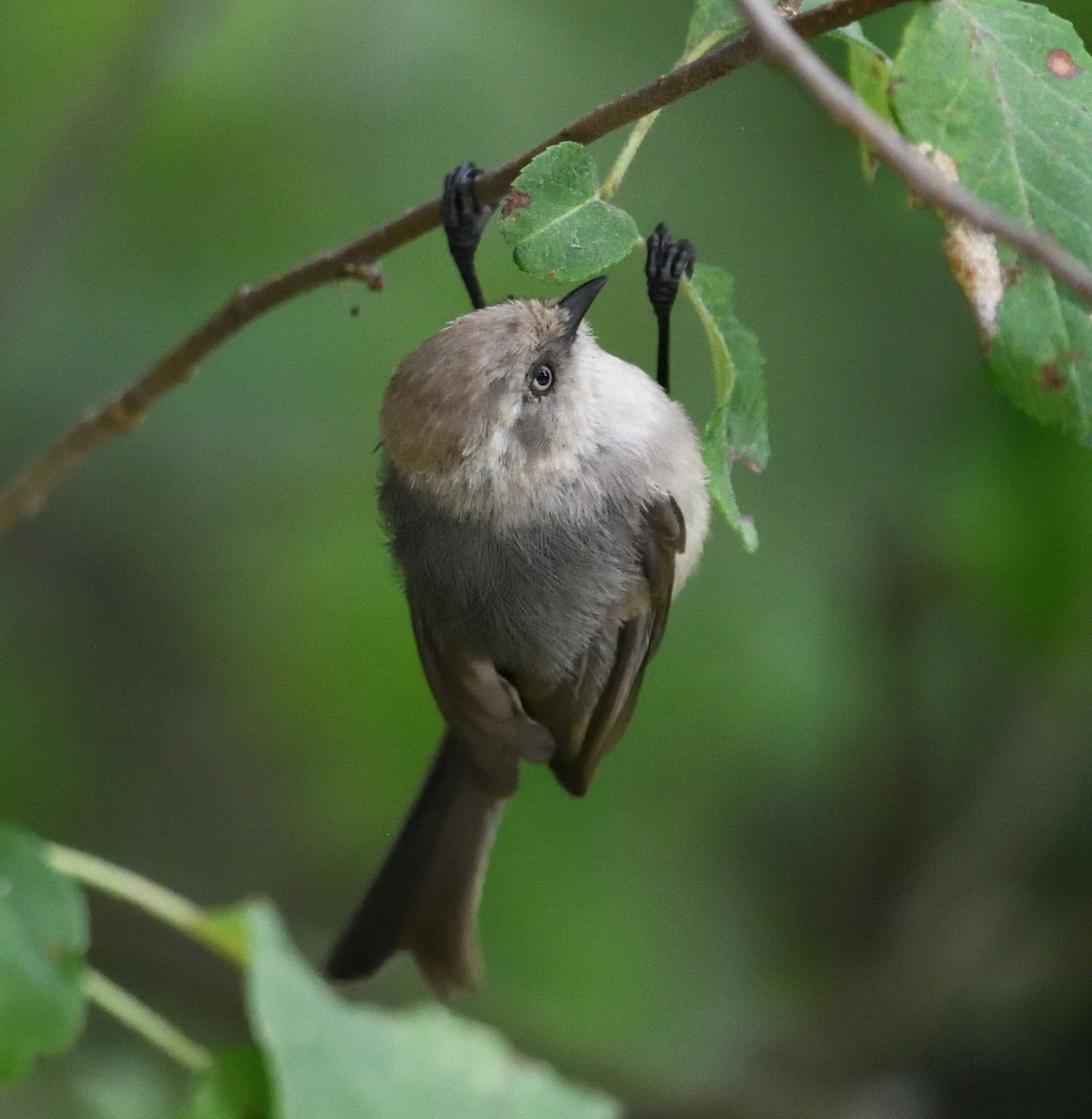 Bushtit - ML639947031