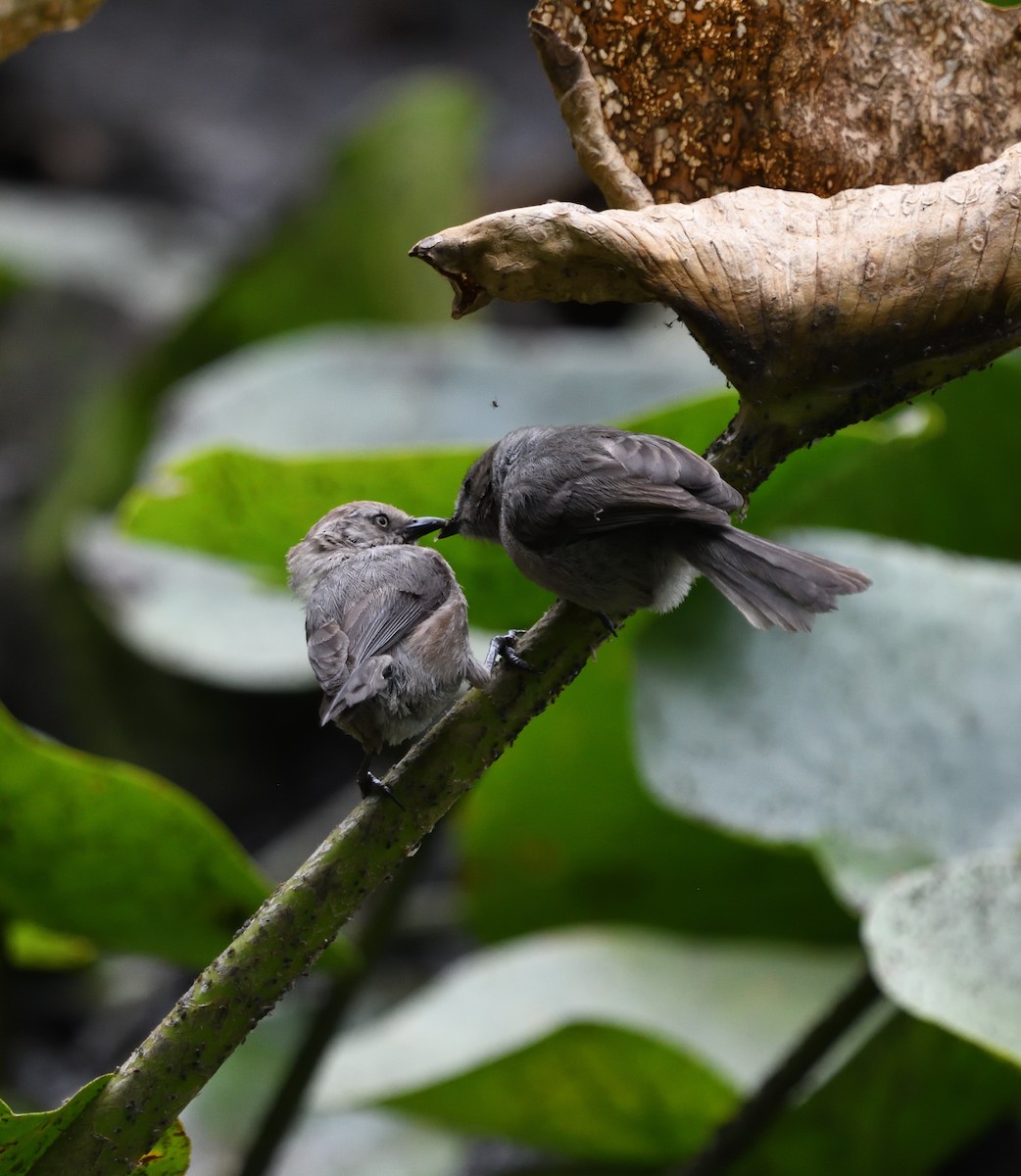 Bushtit - ML639947032