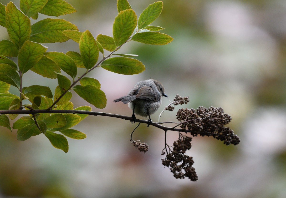 Bushtit - ML639947033