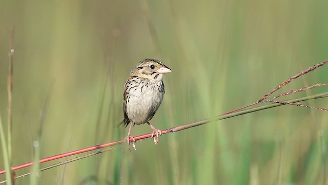 Henslow's Sparrow - ML639947045