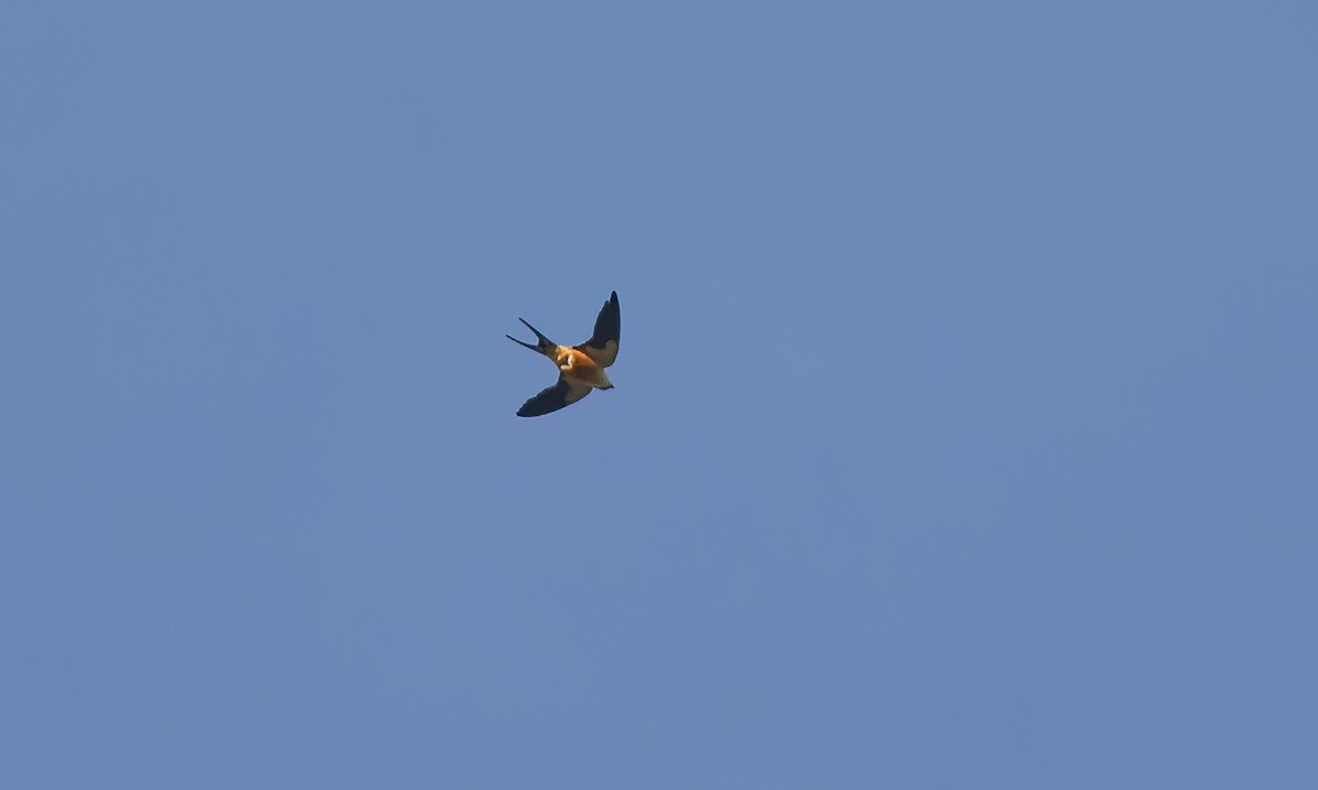 Mosque Swallow - ML639947055