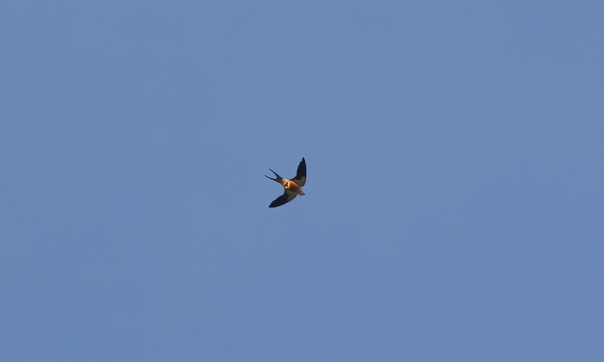 Mosque Swallow - ML639947056