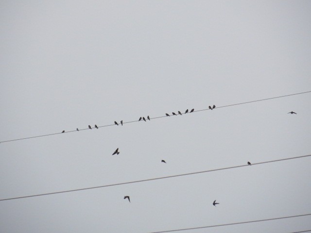 Purple Martin - ML639947059