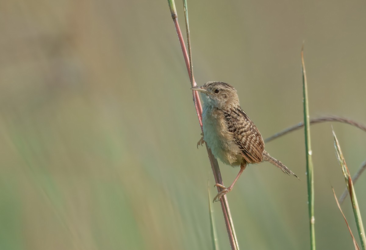 Sedge Wren - ML639947062