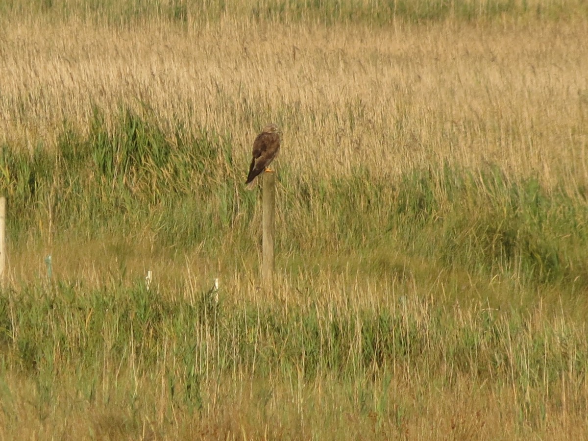 Western Marsh Harrier - ML639947082