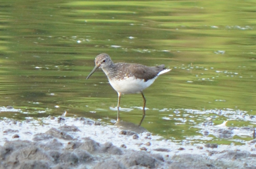 Green Sandpiper - ML639947105