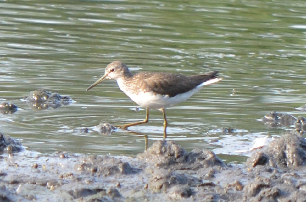 Green Sandpiper - ML639947108