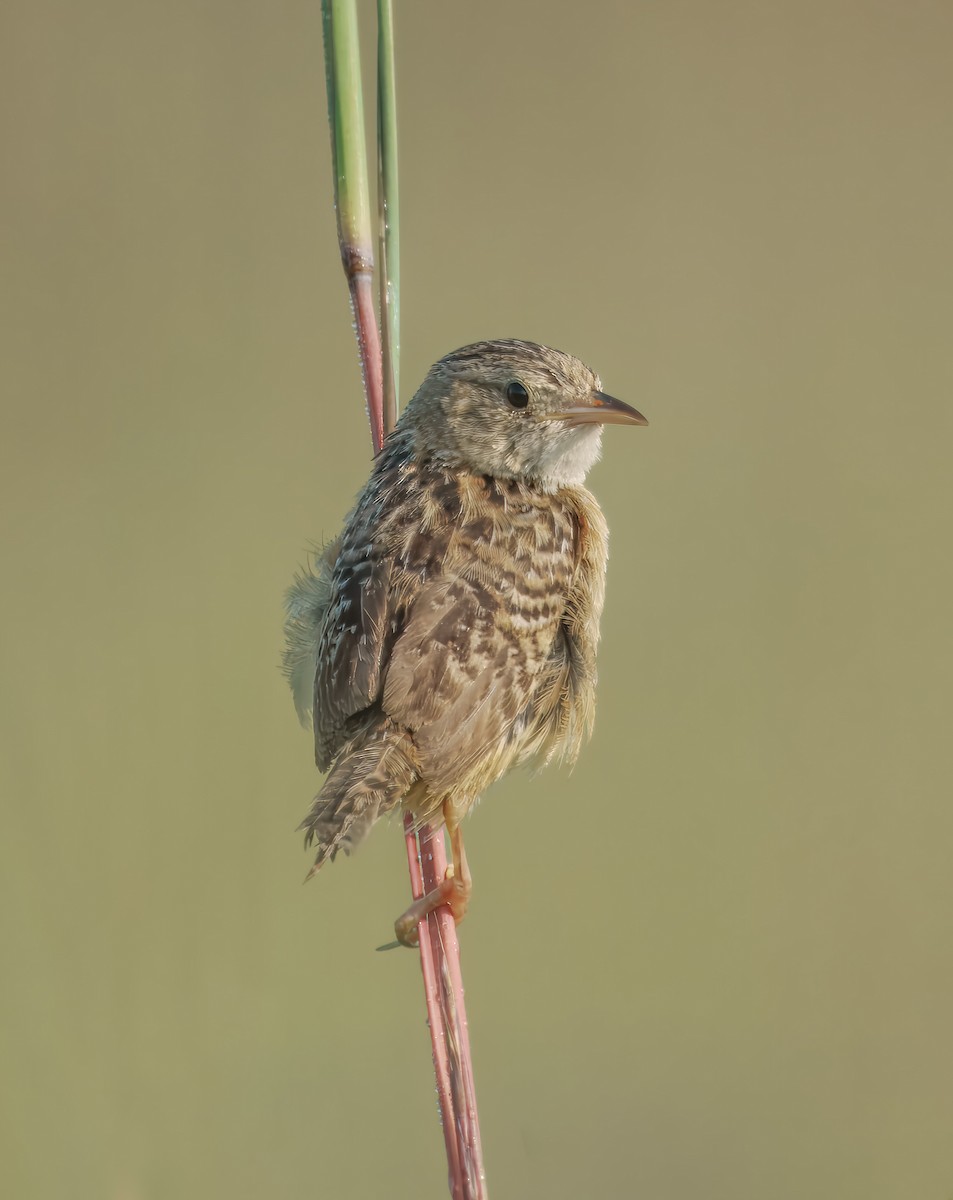 Sedge Wren - ML639947123