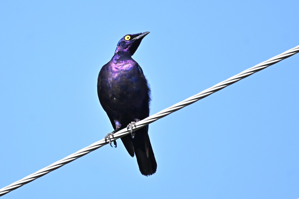 Purple Starling - ML639947139