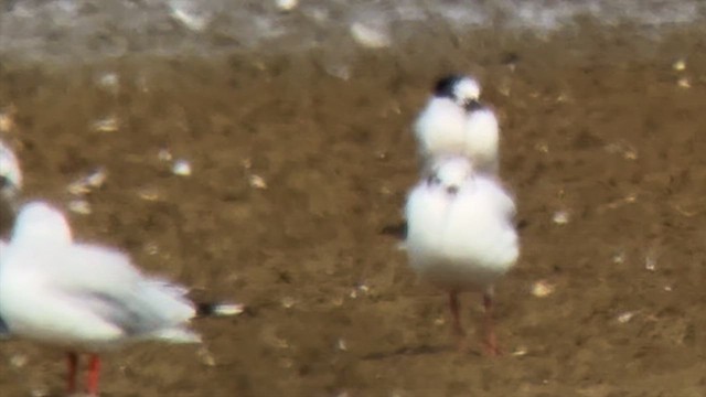 Sandwich Tern - ML639947140